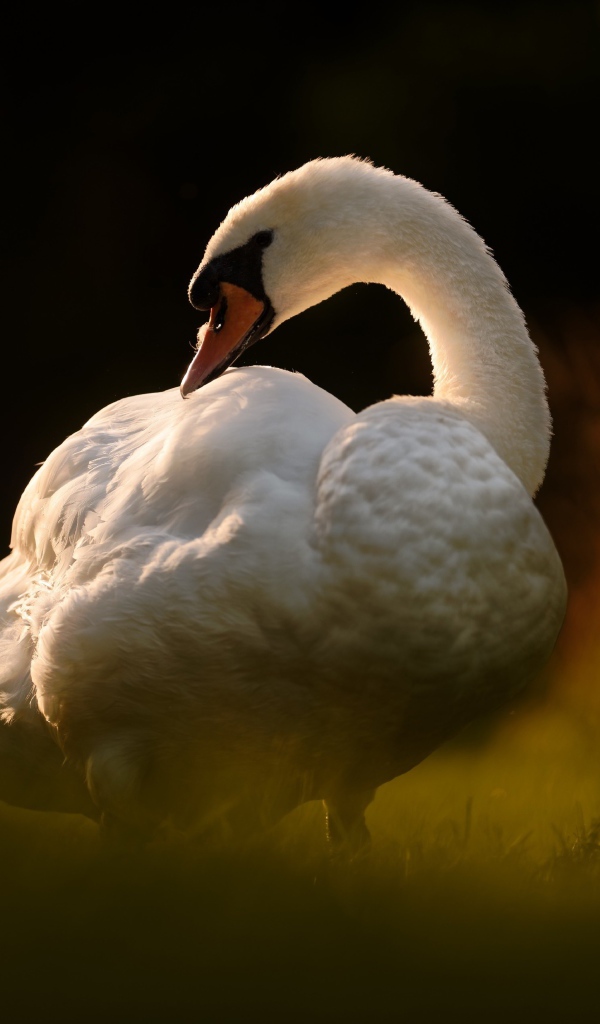 Большой белый лебедь стоит на зеленой траве