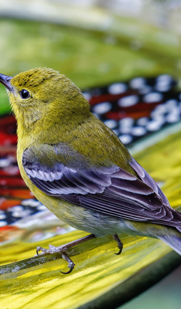Маленькая птичка пьет воду