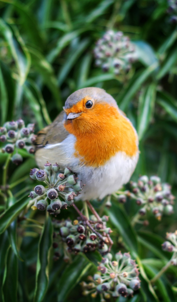 Маленькая птичка зарянка сидит на ветке