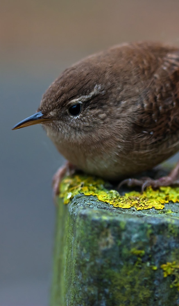 Маленькая серая птичка крупным планом