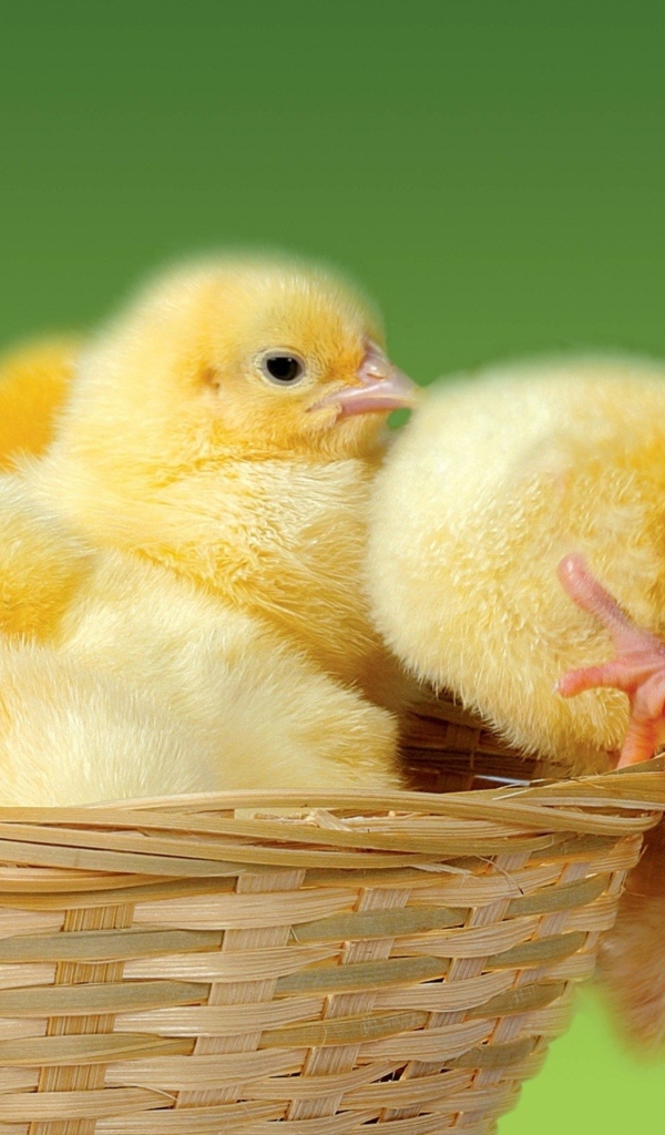 Маленькие желтые цыплята в корзине