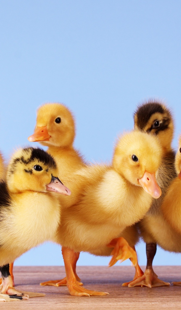 Маленькие желтые утята на голубом фоне