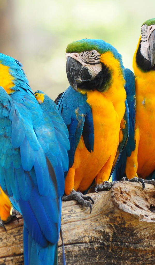 Много попугаев ара сидят на дереве 