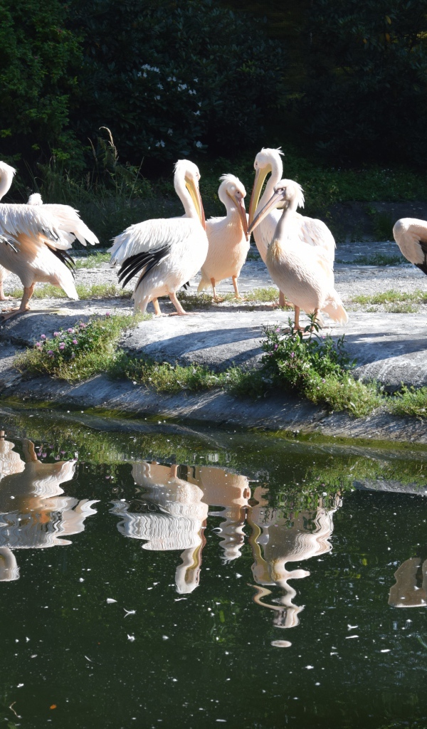 Много пеликанов на берегу водоема