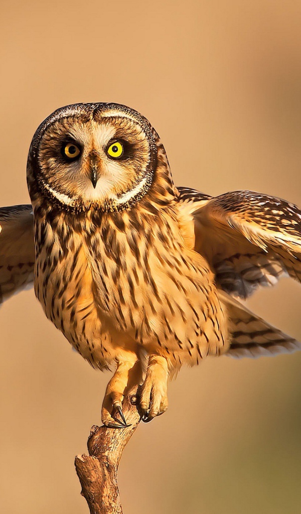 Сова взлетает с ветки 