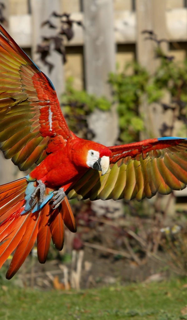 Попугай красный ара в полете 