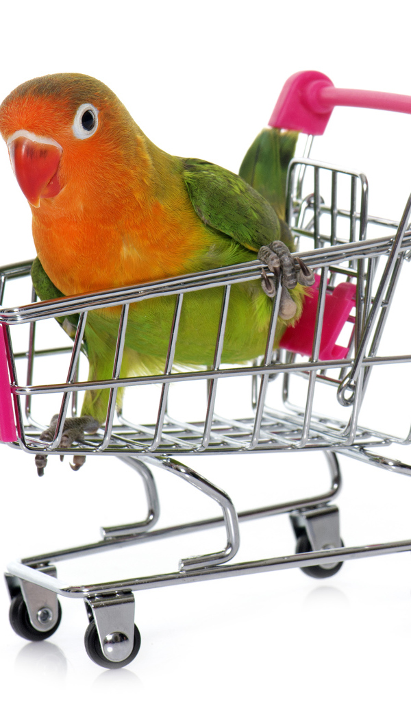 Попугай в маленькой тележке на белом фоне