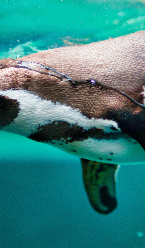 Пингвин плавает в воде