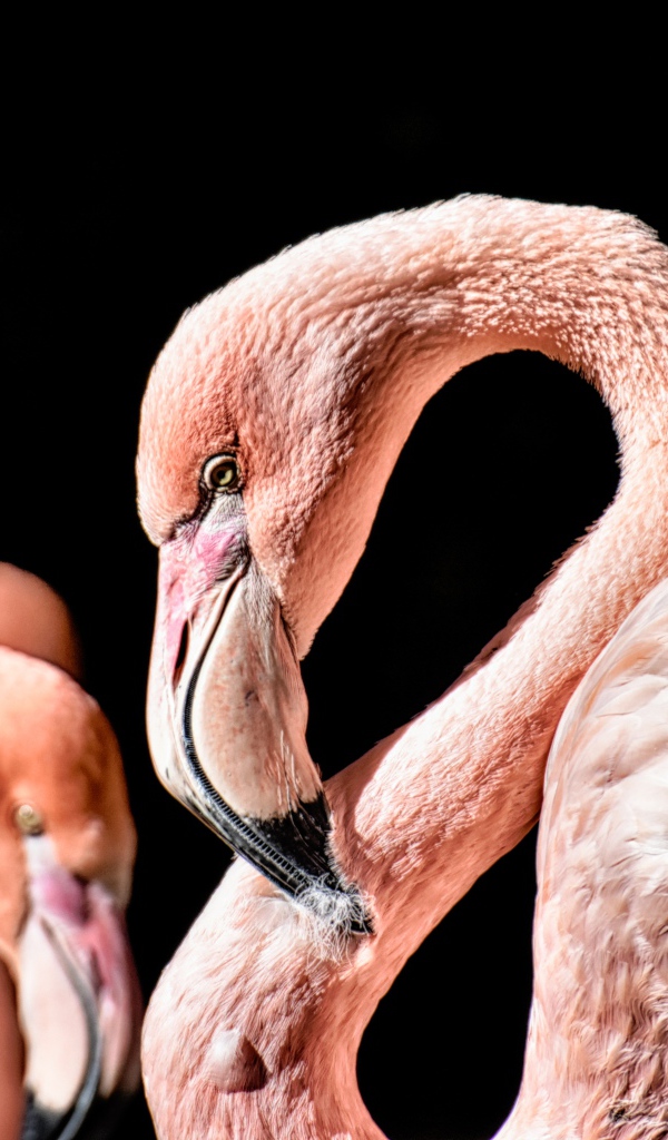 Розовый фламинго на черном фоне крупным планом