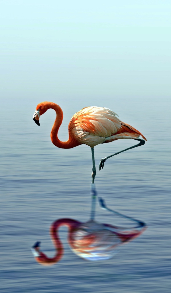 Розовый фламинго стоит на одной ноге в воде 