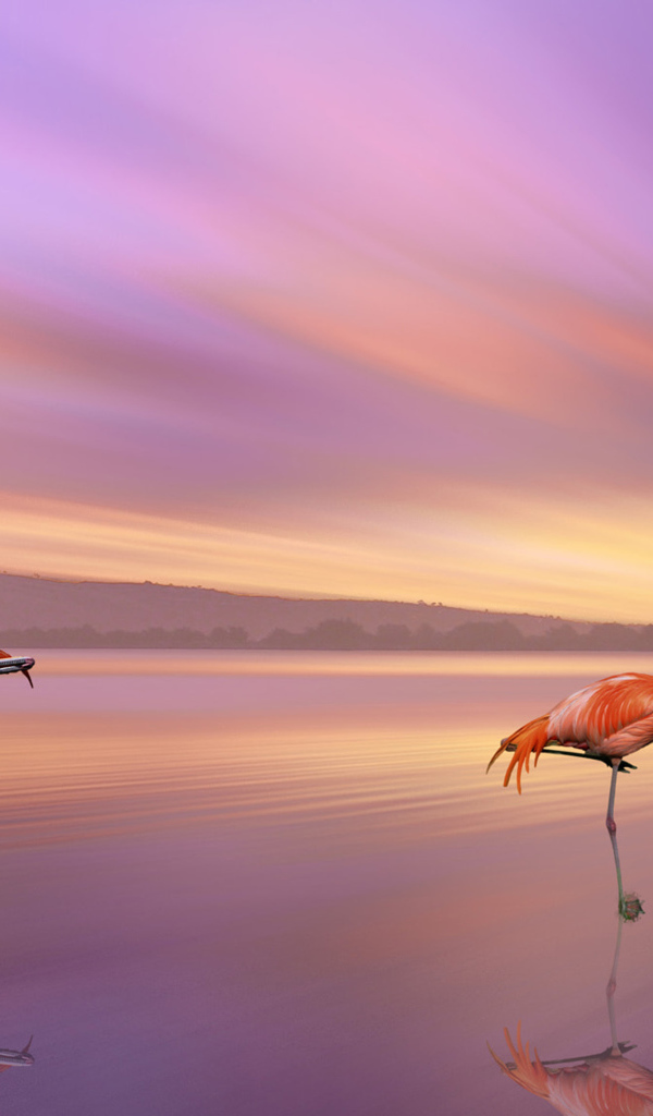 Розовые фламинго отражаются в воде под красивым небом