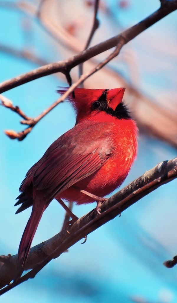 Красная птица кардинал на ветке