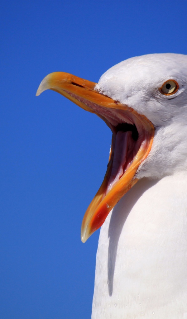 Чайка с открытым клювом на голубом фоне