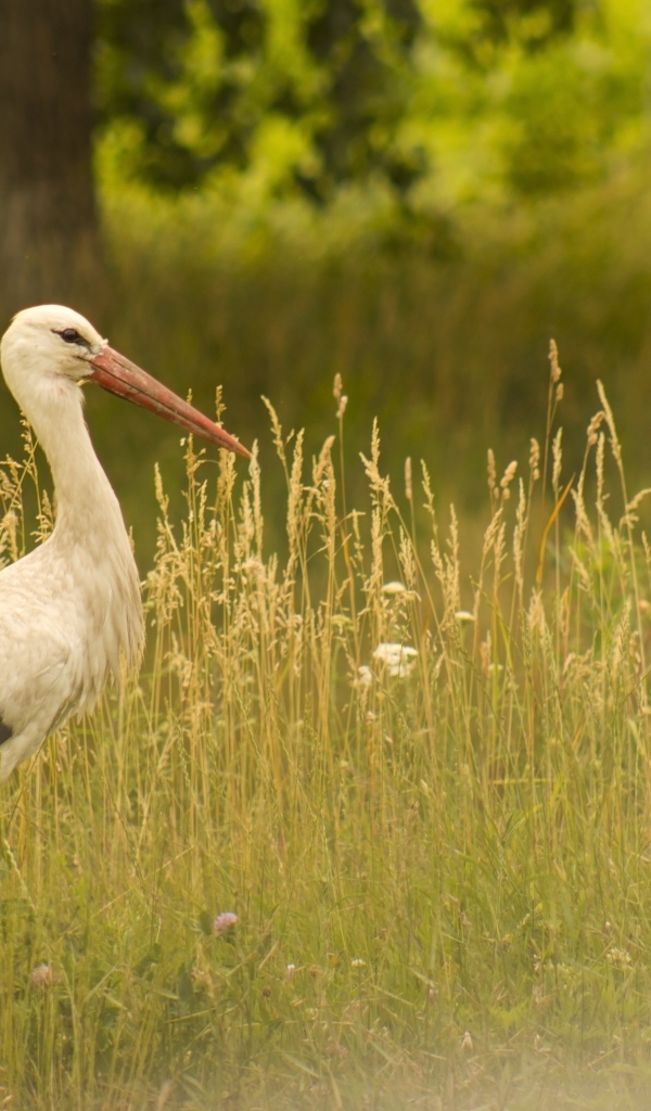 Аист идет по зеленой высокой траве
