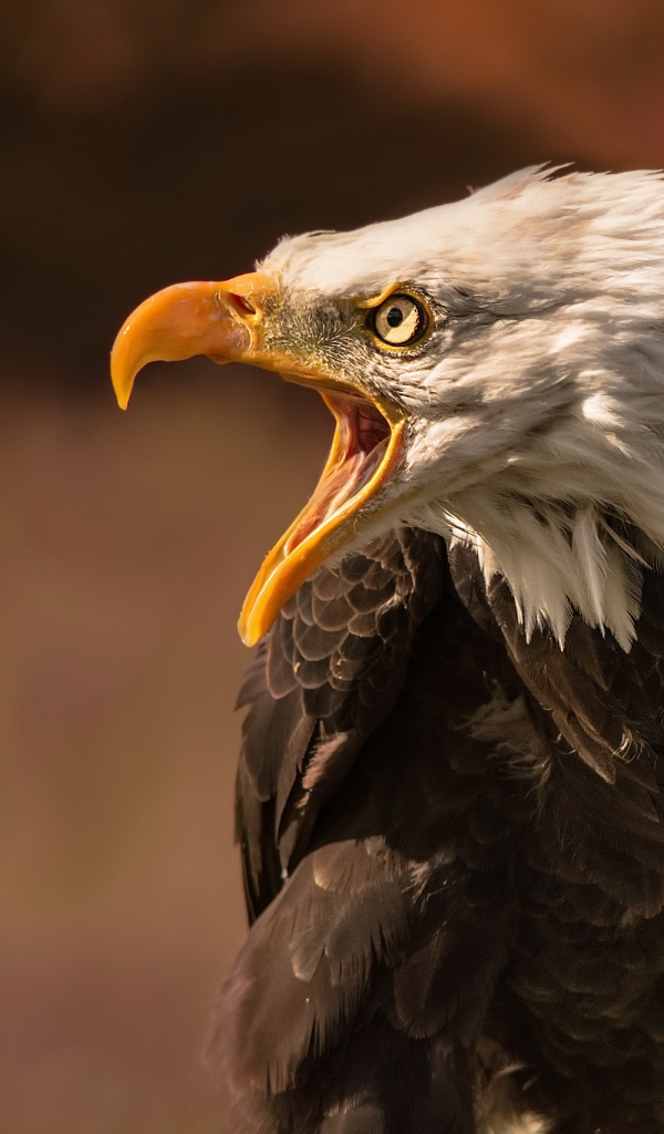 Грозный белоголовый орел с открытым клювом 