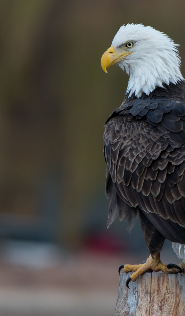 Белоголовый орлан сидит на сухом пне