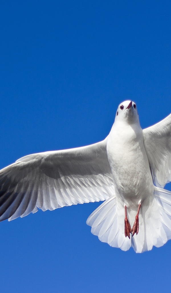 Большая красивая чайка летит в голубом небе