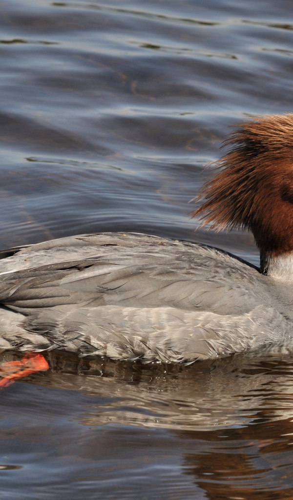 Птица крохаль в воде