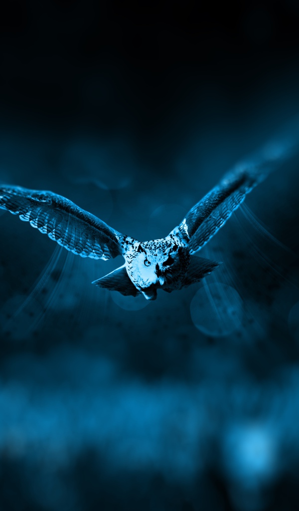 Полет большой совы ночью