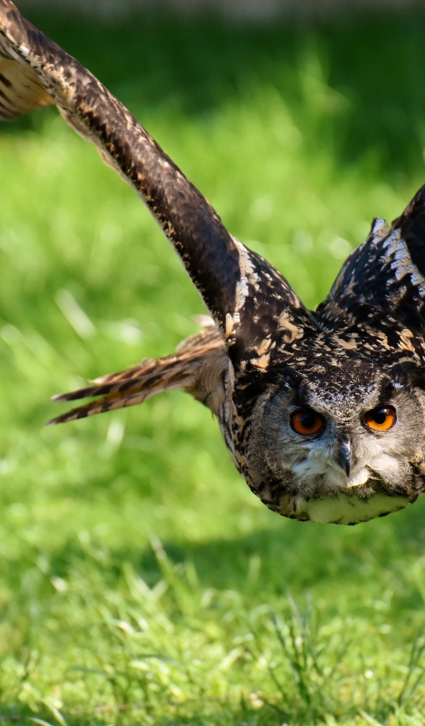 Полет большой совы над зеленой травой