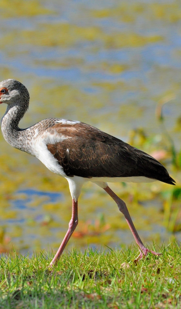 Ибис идет по зеленой траве у водоема
