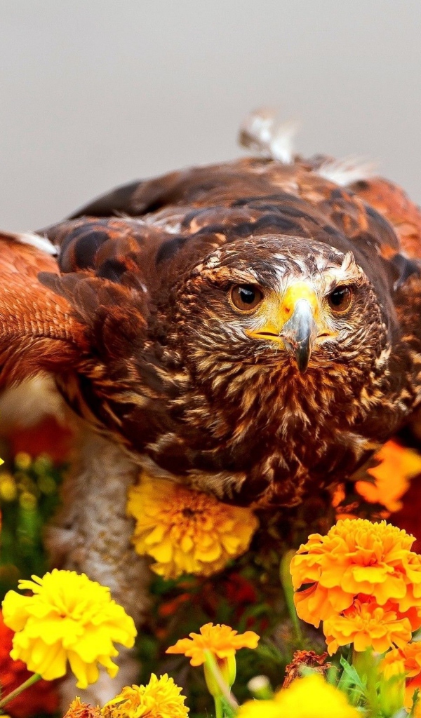 Хищный ястреб сидит на цветах