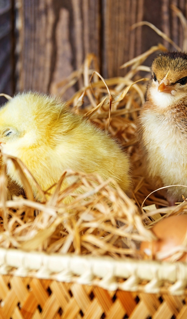 Три маленьких цыпленка в гнезде с яйцами