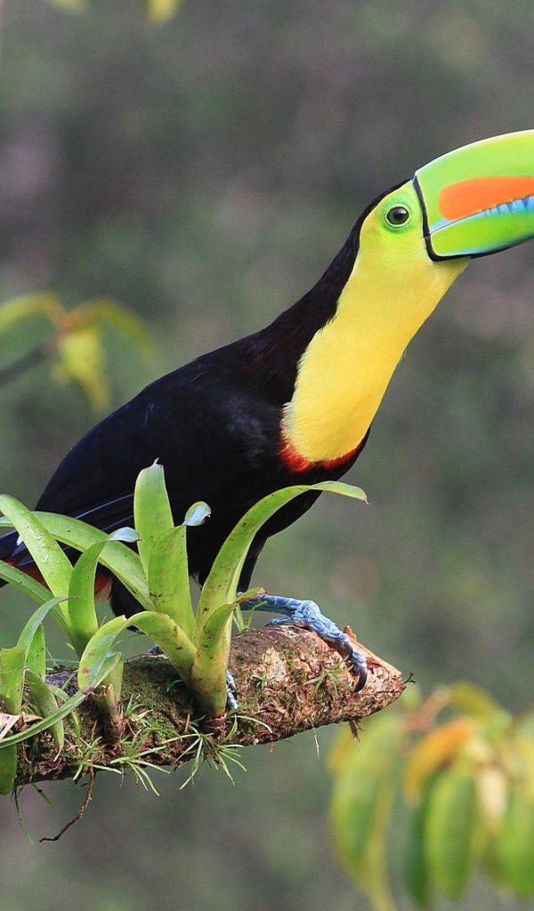 Тукан с длинным клювом сидит на ветке