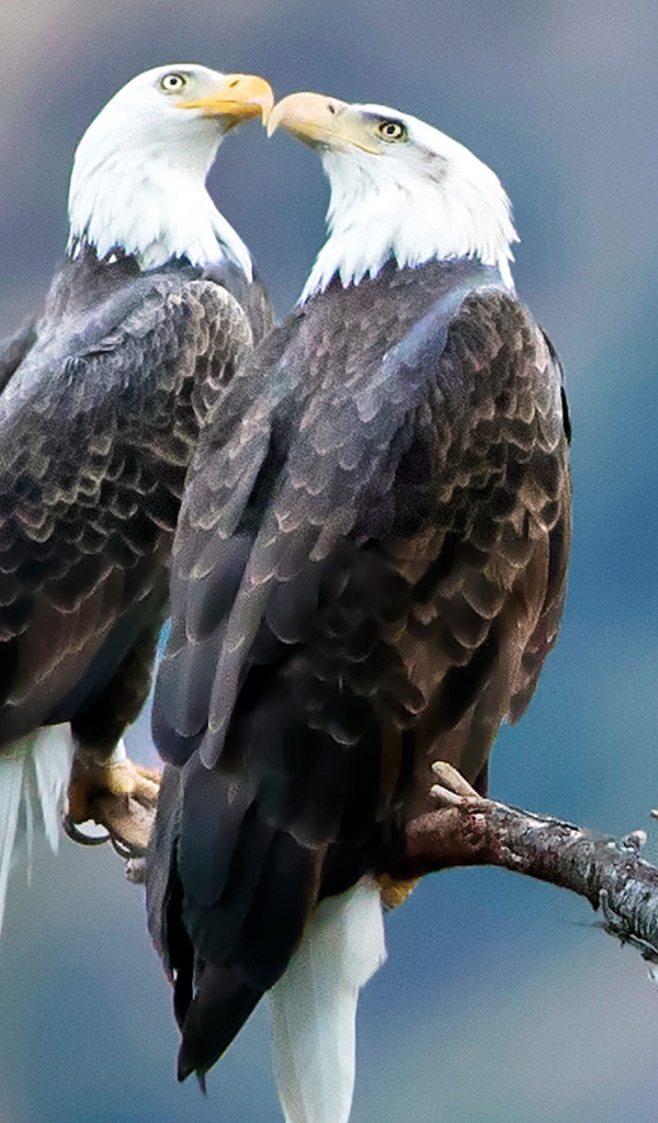 Два белоголовых орлана сидят на ветке