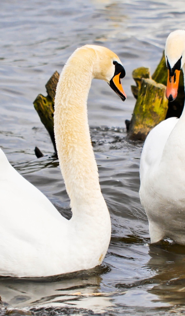 Два красивых белых лебедя в воде