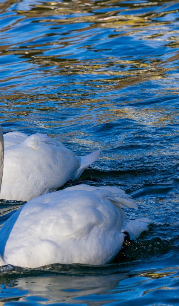 Два красивых белых лебедя в прозрачной воде