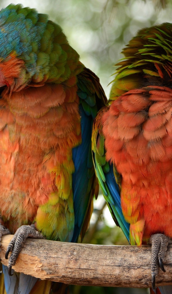 Два больших попугая сидят на ветке 