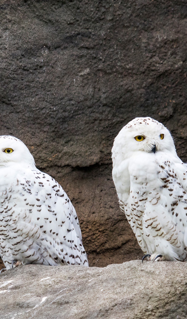 Две грациозные белые совы сидят на камне