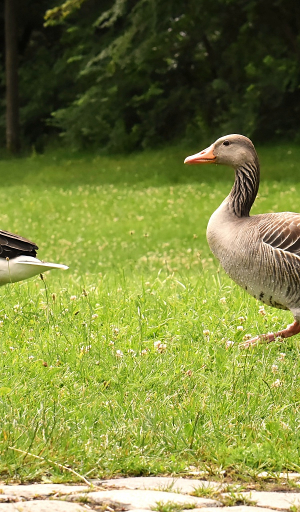 Два серых гуся гуляют по зеленой траве