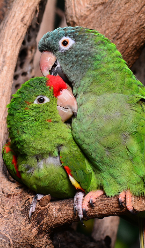 Два зеленых попугая сидят на дереве