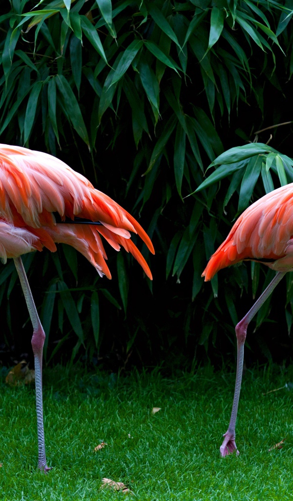 Два розовых фламинго стоят на зеленой траве