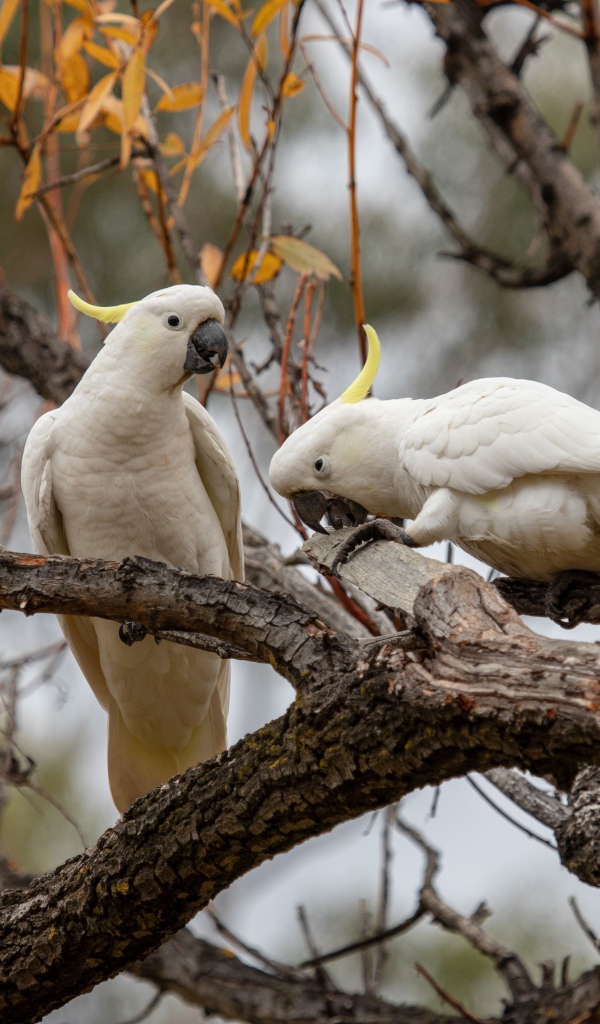 Два белых попугая сидят на ветке дерева 