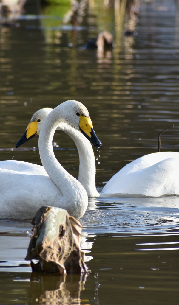 Два белых лебедя плавают в пруду 