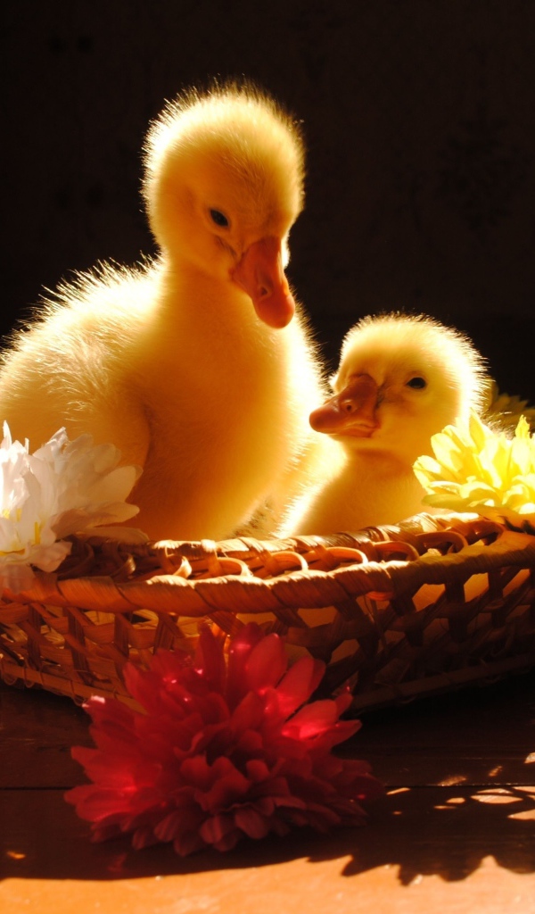 Два желтых маленьких утенка сидят в корзинке