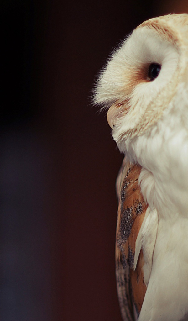 Белая большая сова вид сбоку 