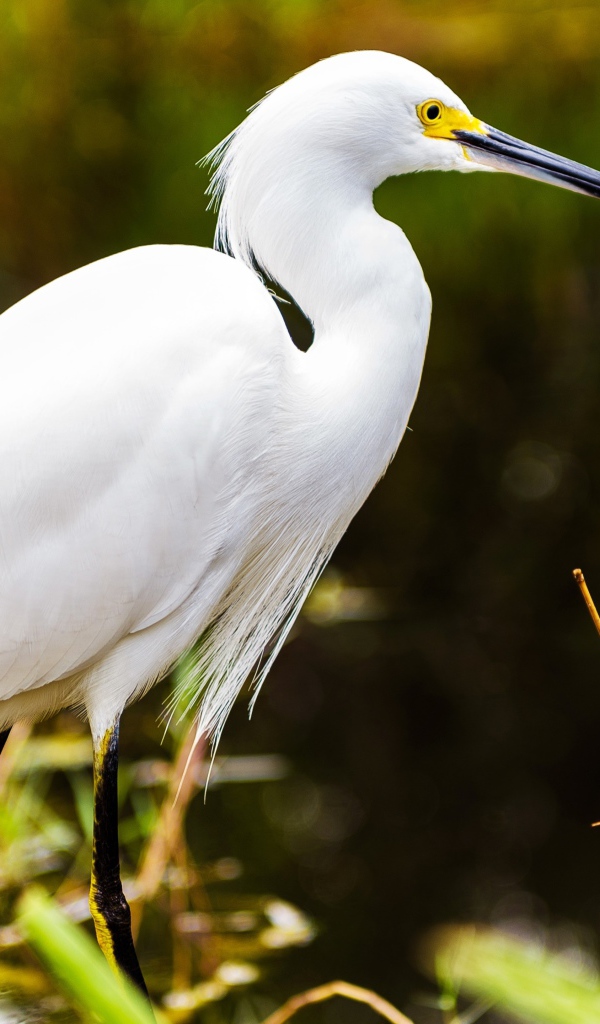 Белый херон в джунглях