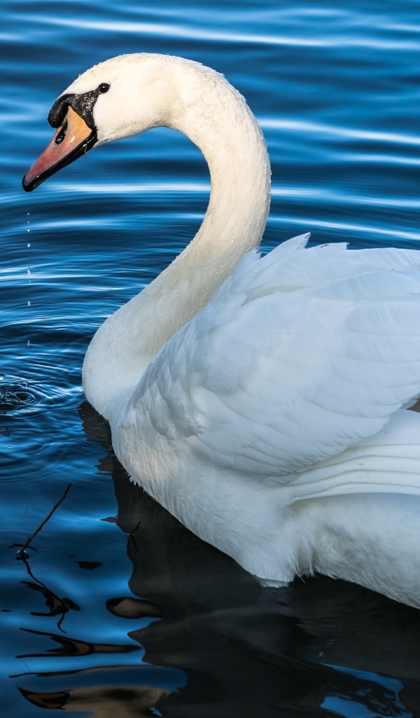 Белый красивый лебедь плавает в воде