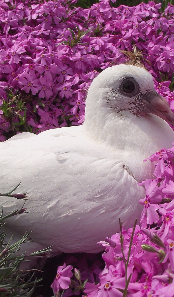 Белый голубь сидит в розовых цветах гвоздики