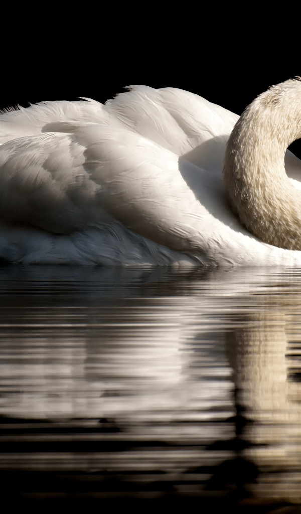 Белый лебедь спрятал клюв в перья на черном фоне