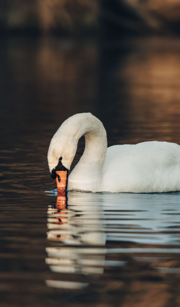 Белый лебедь шипун в воде