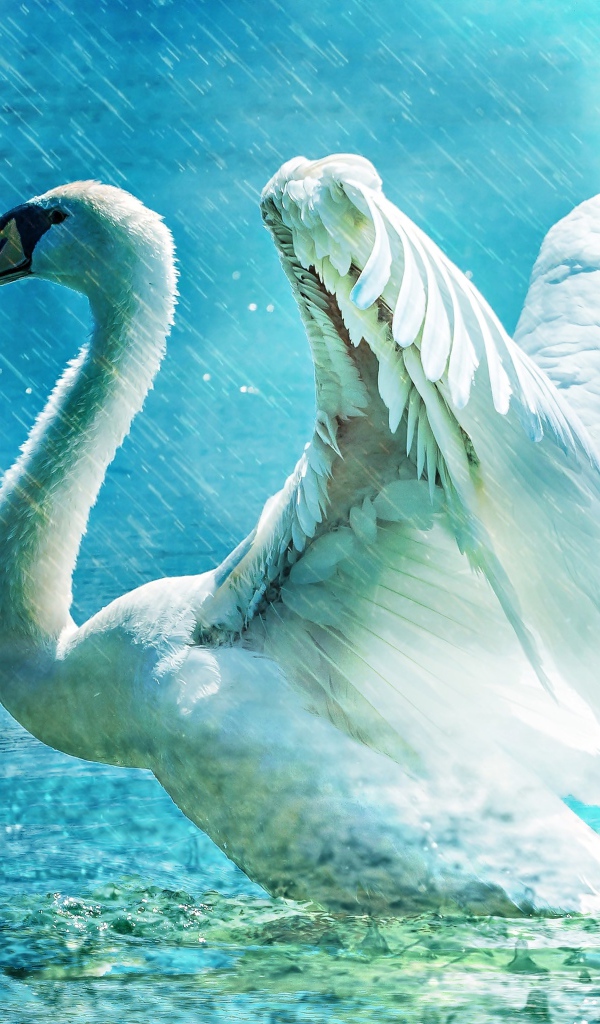 Белый лебедь взлетает с озера под дождем