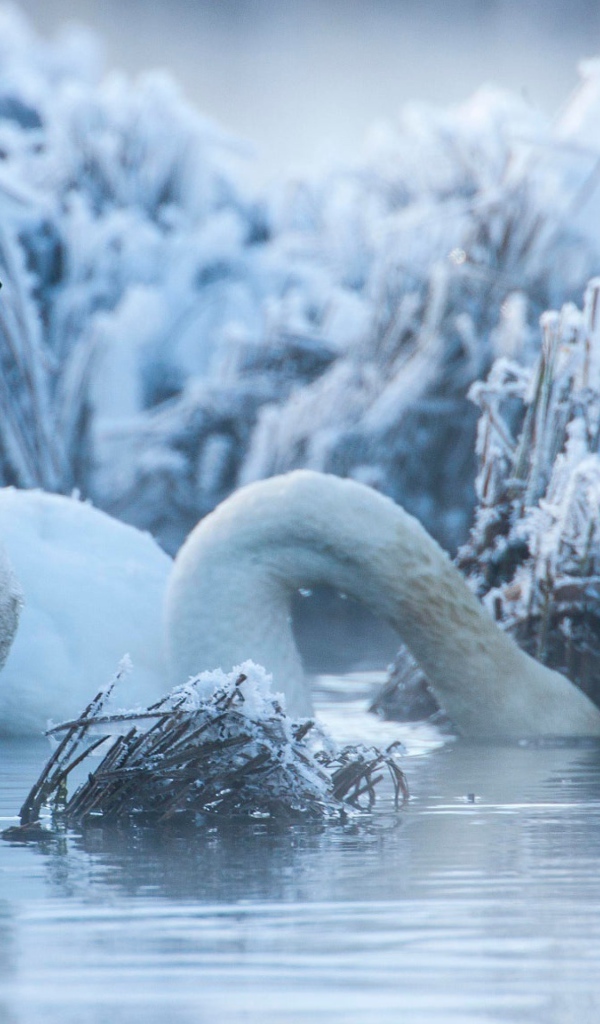 Белые лебеди на озере зимой