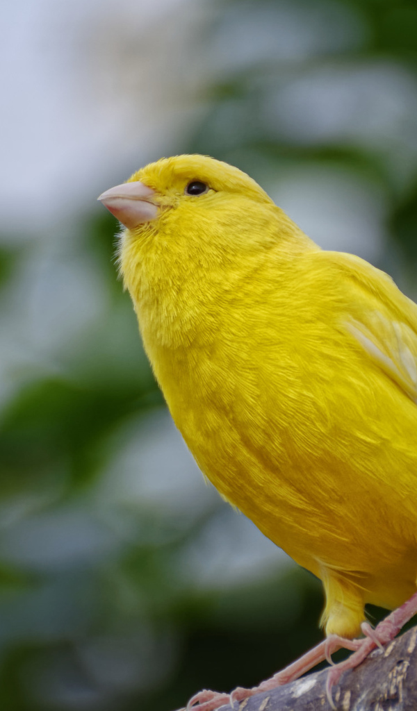 Желтая канарейка сидит на ветке
