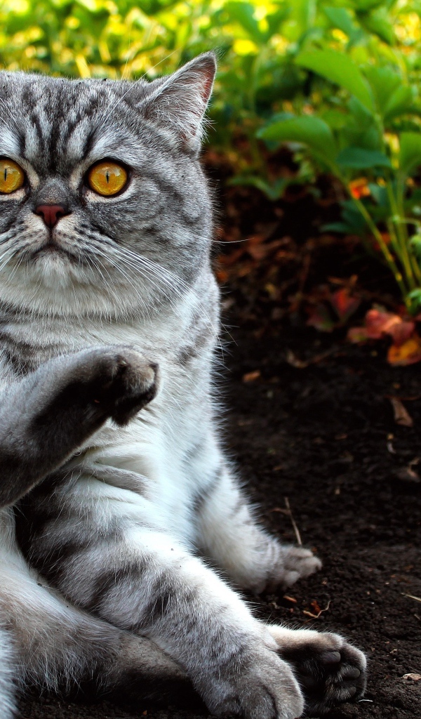 Шотландский кот лежит на земле в саду