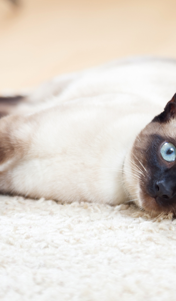 Красивый голубоглазый сиамский кот лежит на полу